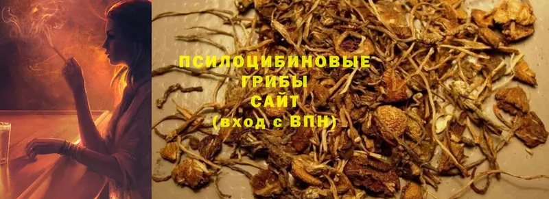 OMG ONION  купить наркотик  Светлоград  Псилоцибиновые грибы Psilocybe 